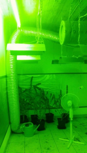Ενα περίεργο εργαστήριο - φυτώριο  εντοπίστηκε στον Ασπρόπυργο - 33χρονος καλλιεργούσε... δενδρύλλια υδροπονικής κάνναβης [photos] - Φωτογραφία 3