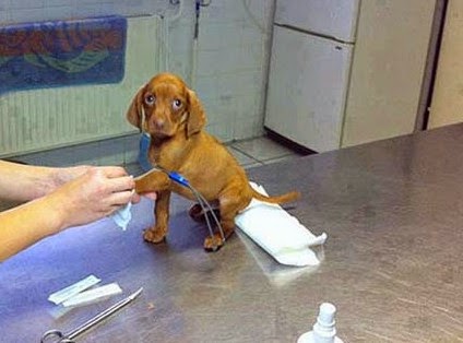 Δείτε τις αντιδράσεις ζώων που δεν χαίρονται καθόλου με την επίσκεψη στον κτηνίατρο...[photos] - Φωτογραφία 1