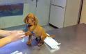 Δείτε τις αντιδράσεις ζώων που δεν χαίρονται καθόλου με την επίσκεψη στον κτηνίατρο...[photos]