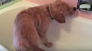 Αυτό το Golden Retriever κουτάβι κάνει μπάνιο… μόνο του [video] - Φωτογραφία 1