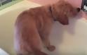 Αυτό το Golden Retriever κουτάβι κάνει μπάνιο… μόνο του [video]