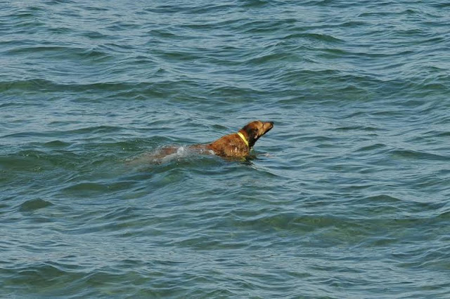 Σκυλίσια ζωή στο Ναυτικό : Ο ...Μπέργκ...οπλονόμος και ..κολυμβητής στην ΣΜΥΝ! - Φωτογραφία 2