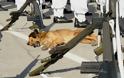 Σκυλίσια ζωή στο Ναυτικό : Ο ...Μπέργκ...οπλονόμος και ..κολυμβητής στην ΣΜΥΝ! - Φωτογραφία 1