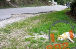Γέμισε νεκρά σκυλιά η Ηγουμενίτσα - Αναζητείται υπεύθυνος για την απομάκρυνση των ζώων - Φωτογραφία 1
