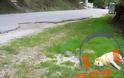 Γέμισε νεκρά σκυλιά η Ηγουμενίτσα - Αναζητείται υπεύθυνος για την απομάκρυνση των ζώων - Φωτογραφία 1