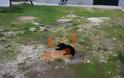 Γέμισε νεκρά σκυλιά η Ηγουμενίτσα - Αναζητείται υπεύθυνος για την απομάκρυνση των ζώων - Φωτογραφία 2