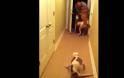Μοναδικό! Η ανάπηρη σκυλίτσα υποδέχεται τον ιδιοκτήτη της με τον πιο ξεχωριστό τρόπο [video]