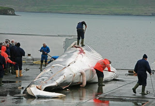 Οι Ισλανδοί επιμένουν να αγνοούν τις διεθνείς οδηγίες, σκοτώνοντας φέτος άλλες 184 φάλαινες - Φωτογραφία 1