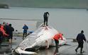 Οι Ισλανδοί επιμένουν να αγνοούν τις διεθνείς οδηγίες, σκοτώνοντας φέτος άλλες 184 φάλαινες