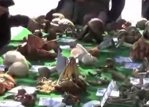 Επιδόθηκαν στο κυνήγι μανιταριών σήμερα στην 1η Γιορτή Μανιταριού στην Καλαμπάκα [video] - Φωτογραφία 1