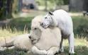 Ένα Λευκό Λιοντάρι και μία Λευκή Τίγρης έκαναν Μωρά! Δεν φαντάζεστε τι έβγαλαν... [photos]