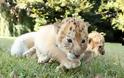 Ένα Λευκό Λιοντάρι και μία Λευκή Τίγρης έκαναν Μωρά! Δεν φαντάζεστε τι έβγαλαν... [photos] - Φωτογραφία 7