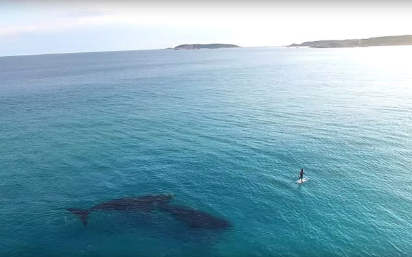 Σέρφερ συναντά φάλαινα [photos + video] - Φωτογραφία 2