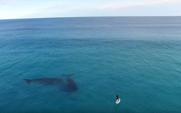 Σέρφερ συναντά φάλαινα [photos + video] - Φωτογραφία 3