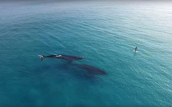 Σέρφερ συναντά φάλαινα [photos + video] - Φωτογραφία 4