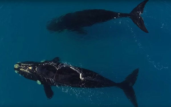 Σέρφερ συναντά φάλαινα [photos + video] - Φωτογραφία 5