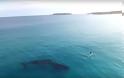 Σέρφερ συναντά φάλαινα [photos + video]