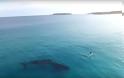 Σέρφερ συναντά φάλαινα [photos + video] - Φωτογραφία 2
