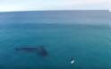Σέρφερ συναντά φάλαινα [photos + video] - Φωτογραφία 3