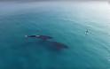 Σέρφερ συναντά φάλαινα [photos + video] - Φωτογραφία 4