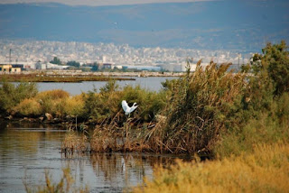 Θεσσαλονίκη: Στα ταξιδιάρικα πουλιά αφιερωμένη η φετινή Ευρωπαϊκή Γιορτή πουλιών - Φωτογραφία 1