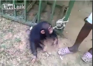 Πολύ γέλιο: Ο χιμπατζής που λατρεύει τη… μπύρα [video] - Φωτογραφία 1
