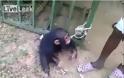 Πολύ γέλιο: Ο χιμπατζής που λατρεύει τη… μπύρα [video]
