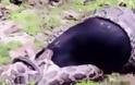 ΑΠΙΣΤΕΥΤΟ: Δείτε πως αυτή η κατσίκα κατέφερε να ξεφύγει από τους σφικτήρες… βόα [video]