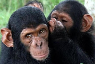 Και όμως... Οι χιμπατζήδες έχουν μυστικά - Τι μπορεί όμως να λένε μεταξύ τους; - Φωτογραφία 1