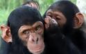 Και όμως... Οι χιμπατζήδες έχουν μυστικά - Τι μπορεί όμως να λένε μεταξύ τους;