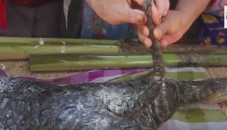 ΑΥΤΟ είναι το πιο παράξενο πλάσμα που έχει γεννηθεί: Μισό μοσχάρι, μισό… κροκόδειλος [video] - Φωτογραφία 1
