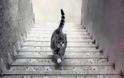 Η γάτα που διχάζει το διαδίκτυο - Ανεβαίνει ή κατεβαίνει τα σκαλιά; Εσείς τι βλέπετε; [photo+video]