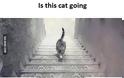 Η γάτα που διχάζει το διαδίκτυο - Ανεβαίνει ή κατεβαίνει τα σκαλιά; Εσείς τι βλέπετε; [photo+video] - Φωτογραφία 2