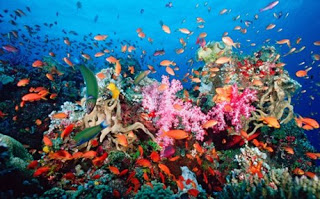 Επιδημία στα κοράλλια: Χάνουν τα χρώματά τους και πεθαίνουν - Φωτογραφία 1