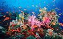 Επιδημία στα κοράλλια: Χάνουν τα χρώματά τους και πεθαίνουν