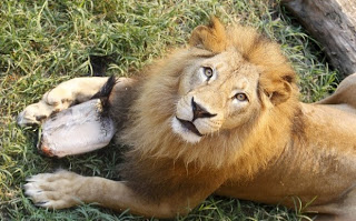Μετά την καμηλοπάρδαλη Marius σκότωσαν και θα τεμαχίσουν λιοντάρι - Φωτογραφία 1
