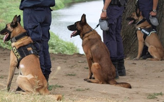 Οι τετράποδοι φύλακες του νόμου: Γνωρίστε τους σκύλους της Αστυνομίας - Φωτογραφία 1