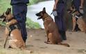 Οι τετράποδοι φύλακες του νόμου: Γνωρίστε τους σκύλους της Αστυνομίας
