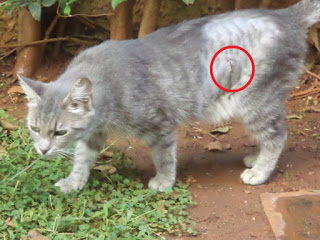 Γλυφάδα: Έσωσε την γάτα που είχε πυροβοληθεί 4 φορές με αεροβόλο - Φωτογραφία 1