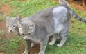 Γλυφάδα: Έσωσε την γάτα που είχε πυροβοληθεί 4 φορές με αεροβόλο - Φωτογραφία 2