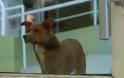 Συγκλονιστικό: Σκύλος μύρισε την καρδιά του αφεντικού του σε ξένο σώμα - Δείτε την αντίδρασή του