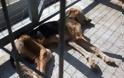 Σκελετωμένα από την ασιτία είναι τα σκυλιά που μάντρωσε στο Δημοτικό Κυνοκομείο ο Αχιλλέας Μπέος - Φωτογραφία 1