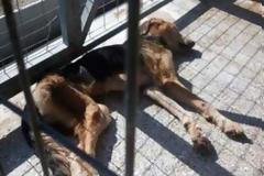 Σκελετωμένα από την ασιτία είναι τα σκυλιά που μάντρωσε στο Δημοτικό Κυνοκομείο ο Αχιλλέας Μπέος