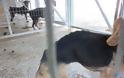 Σκελετωμένα από την ασιτία είναι τα σκυλιά που μάντρωσε στο Δημοτικό Κυνοκομείο ο Αχιλλέας Μπέος - Φωτογραφία 2