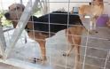 Σκελετωμένα από την ασιτία είναι τα σκυλιά που μάντρωσε στο Δημοτικό Κυνοκομείο ο Αχιλλέας Μπέος - Φωτογραφία 4