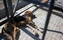 Σκελετωμένα από την ασιτία είναι τα σκυλιά που μάντρωσε στο Δημοτικό Κυνοκομείο ο Αχιλλέας Μπέος - Φωτογραφία 6