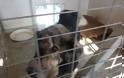 Σκελετωμένα από την ασιτία είναι τα σκυλιά που μάντρωσε στο Δημοτικό Κυνοκομείο ο Αχιλλέας Μπέος - Φωτογραφία 7