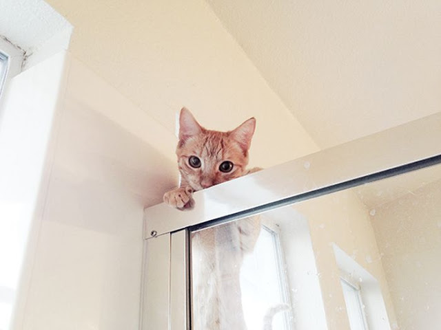 Όσοι έχουν γάτα για κατοικίδιο ξέρουν πολύ καλά τι πάει να πει, δεν μένω στιγμή μόνος [photos] - Φωτογραφία 10