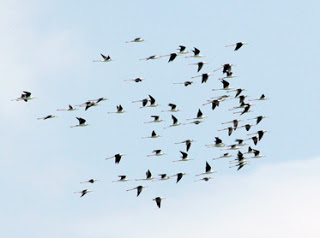 Χιλιάδες φωλιές πουλιών στο Δέλτα Αξιού - Φωτογραφία 1