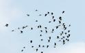 Χιλιάδες φωλιές πουλιών στο Δέλτα Αξιού